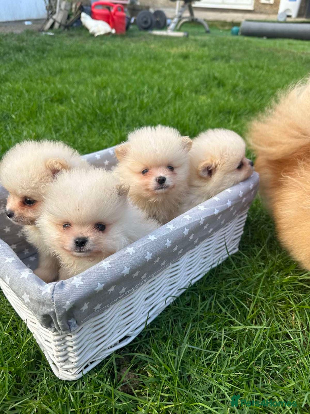 Pomeranian dogs for sale: Adorable Pomeranian Puppies for Sale!  - Image 20
