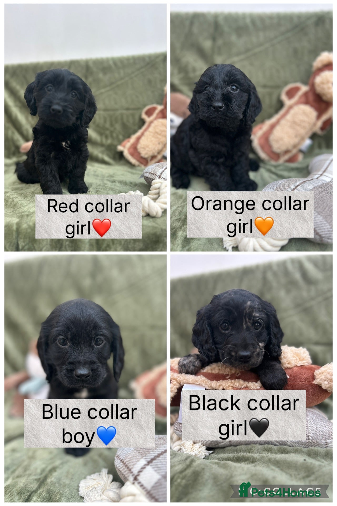 Cockapoo dogs for sale: Health tested stunning and unique F1 Cockapoos - Advert 6