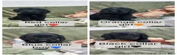 Cockapoo dogs for sale: Health tested stunning and unique F1 Cockapoos - Advert 1