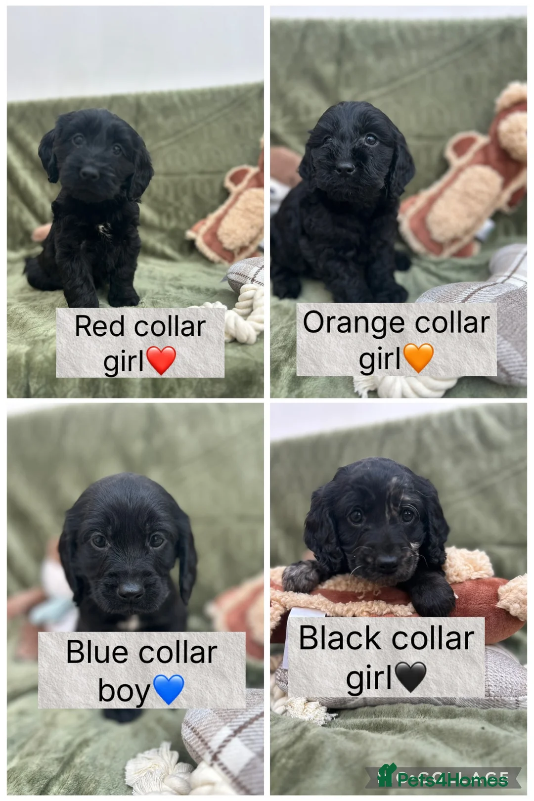Cockapoo dogs for sale: Health tested stunning and unique F1 Cockapoos - Advert 1