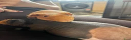 Guinea Pig rodents for sale: Beautiful skinny pig girls  - Advert 7