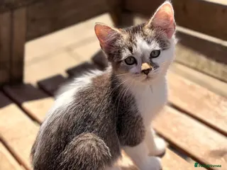 Scottish Fold cats GORGEOUS SCOTTISH FOLD X EXOTIC PERSIAN KITTENS - Advert 2