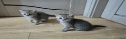 British Shorthair cats for sale: British Shorthairs  - Advert 15