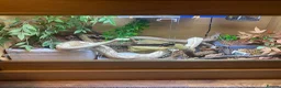 Python Snake reptiles for sale: Ball Pythons looking for new home  - Advert 7