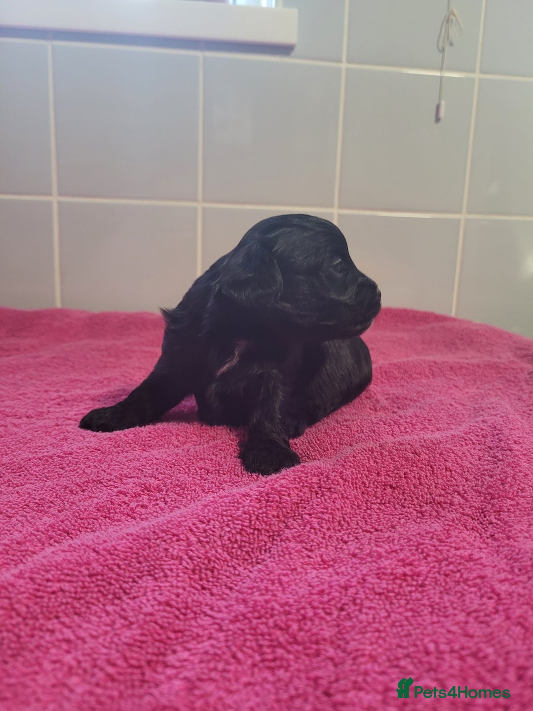 Mixed Breed dogs for sale: Cockapoo x shihpoo - Advert 8