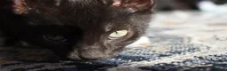 Mixed Breed cats for sale: Two Gorgeous Black Kittens Looking for Loving Home - Advert 8