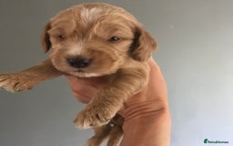 Labradoodle dogs for sale: Health tested Australian Labradoodles - Image 7