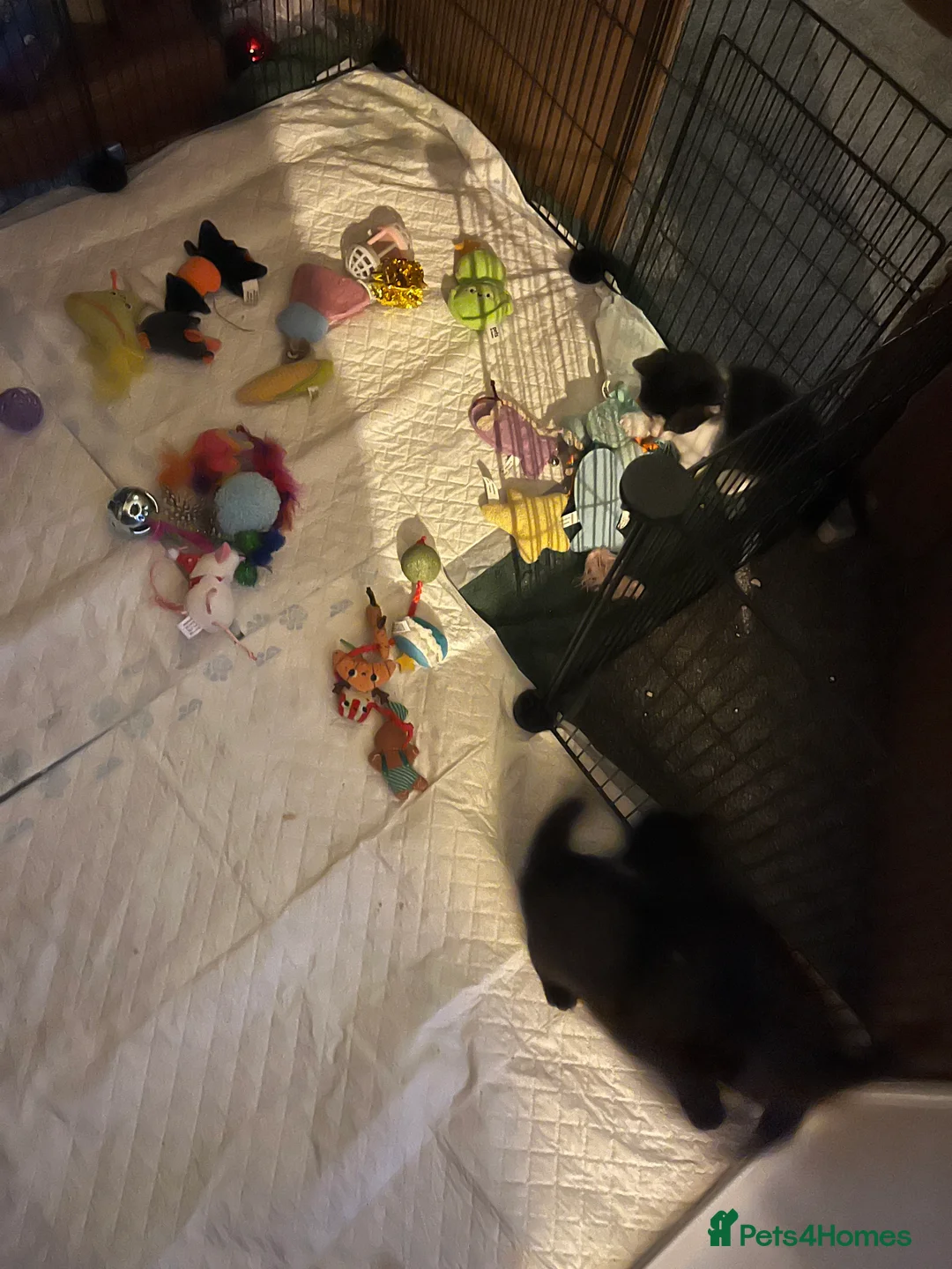 Mixed Breed cats for sale: Bengal cross kittens  - Advert 2