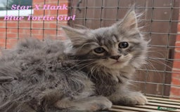 Maine Coon cats for sale: VARIOUS FULL PEDIGREE MAINE COON KITTENS FOR SALE in Rotherham - Image 10