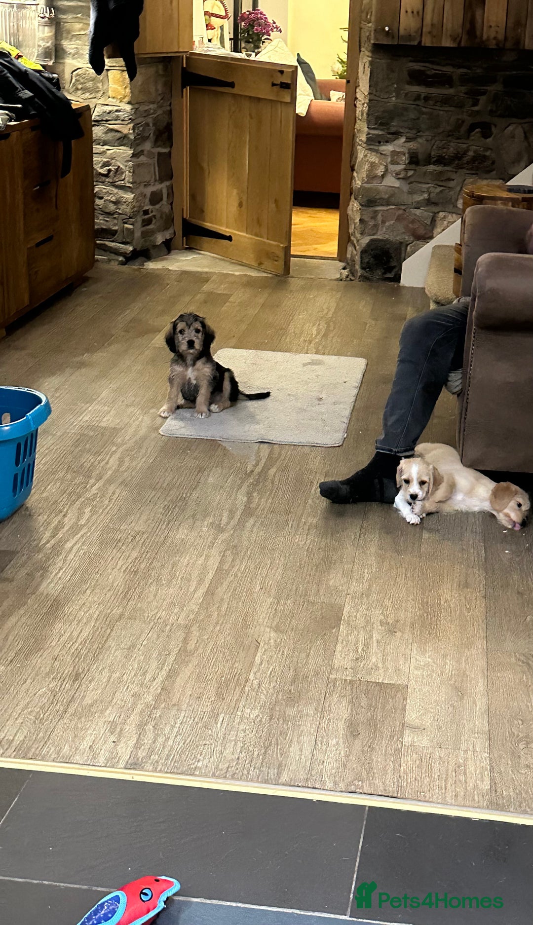 Mixed Breed dogs for sale: Beautiful Beagle X Cavapoo Puppies.  - Advert 8