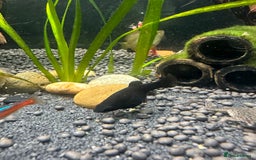 Mollies fish for sale: 3 female mollies  - Image 2