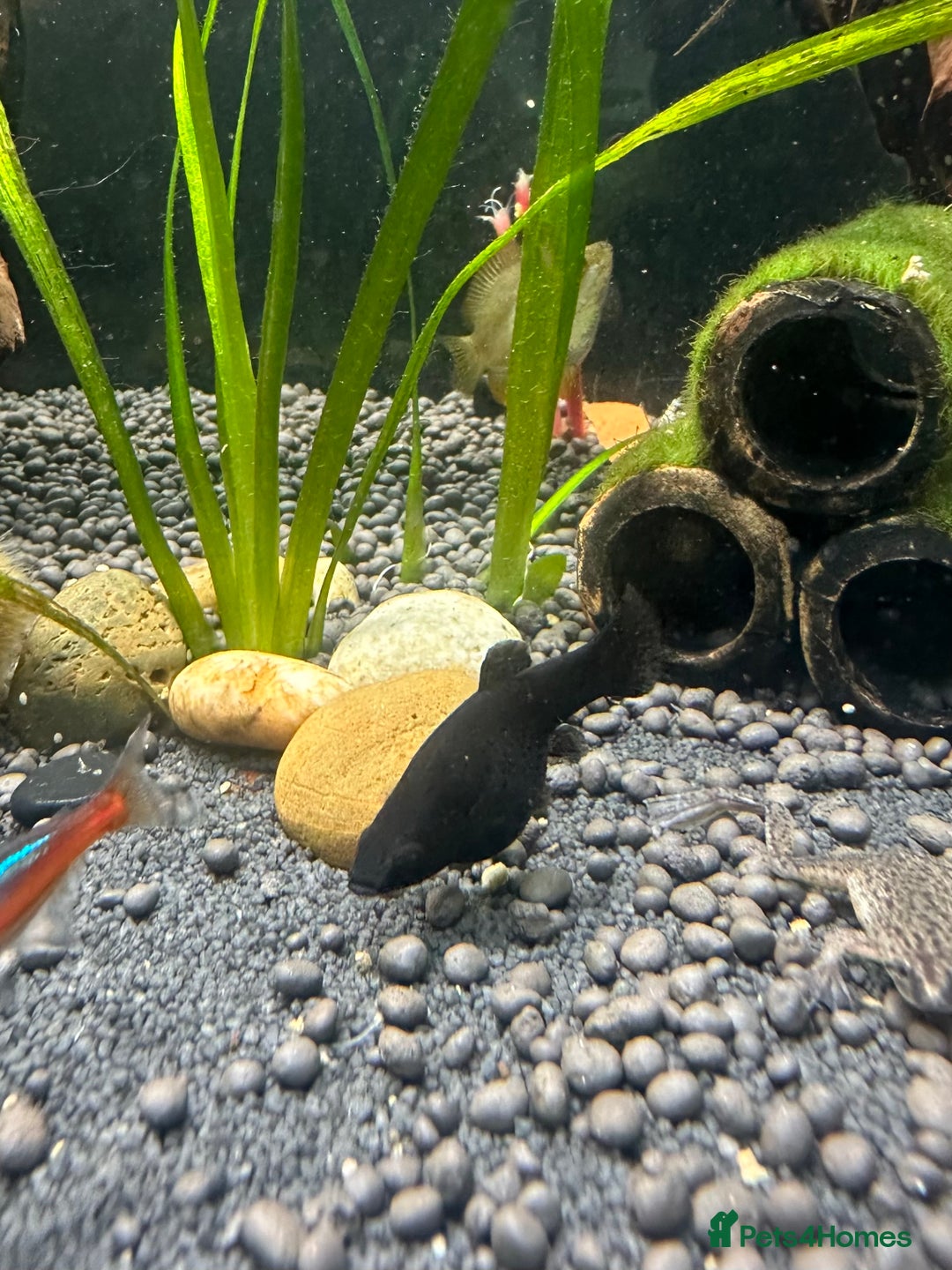Mollies fish for sale: 3 female mollies  - Image 2
