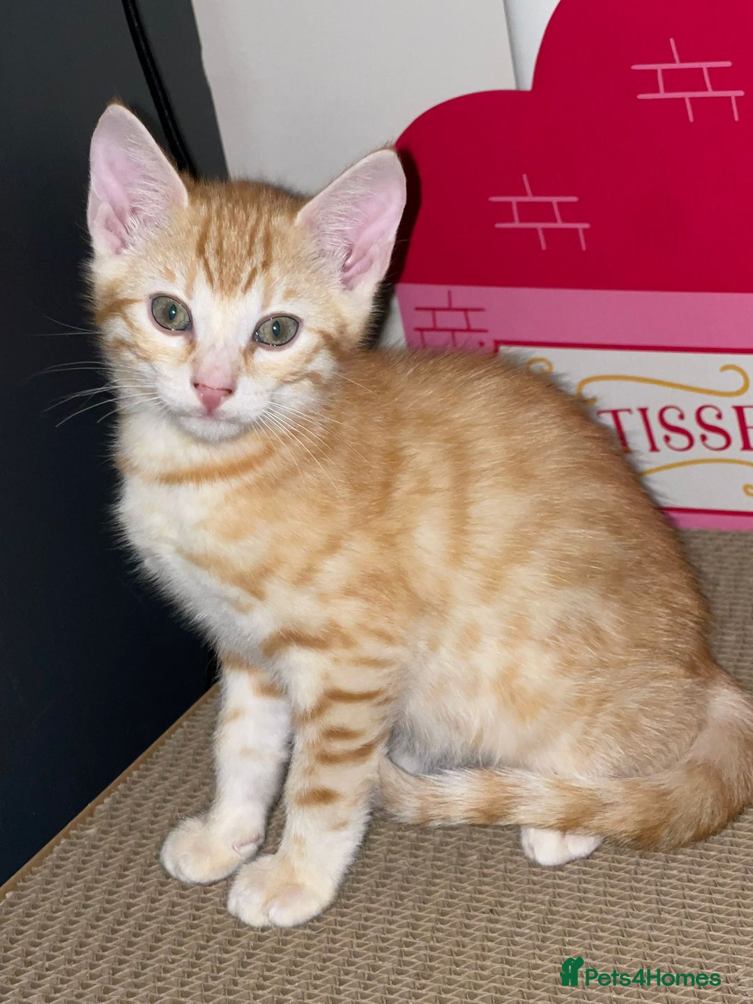 Mixed Breed cats for sale: Stunning Bengal Kittens - Advert 14