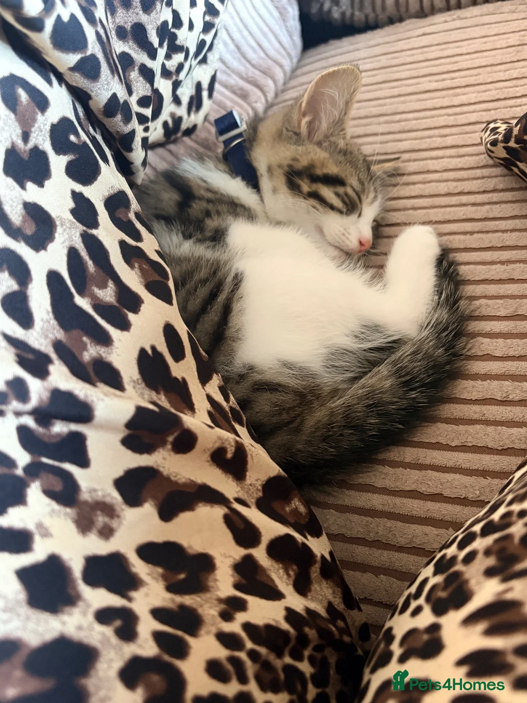 Mixed Breed cats for sale: 5 month old cat  in Redcar - Advert 2