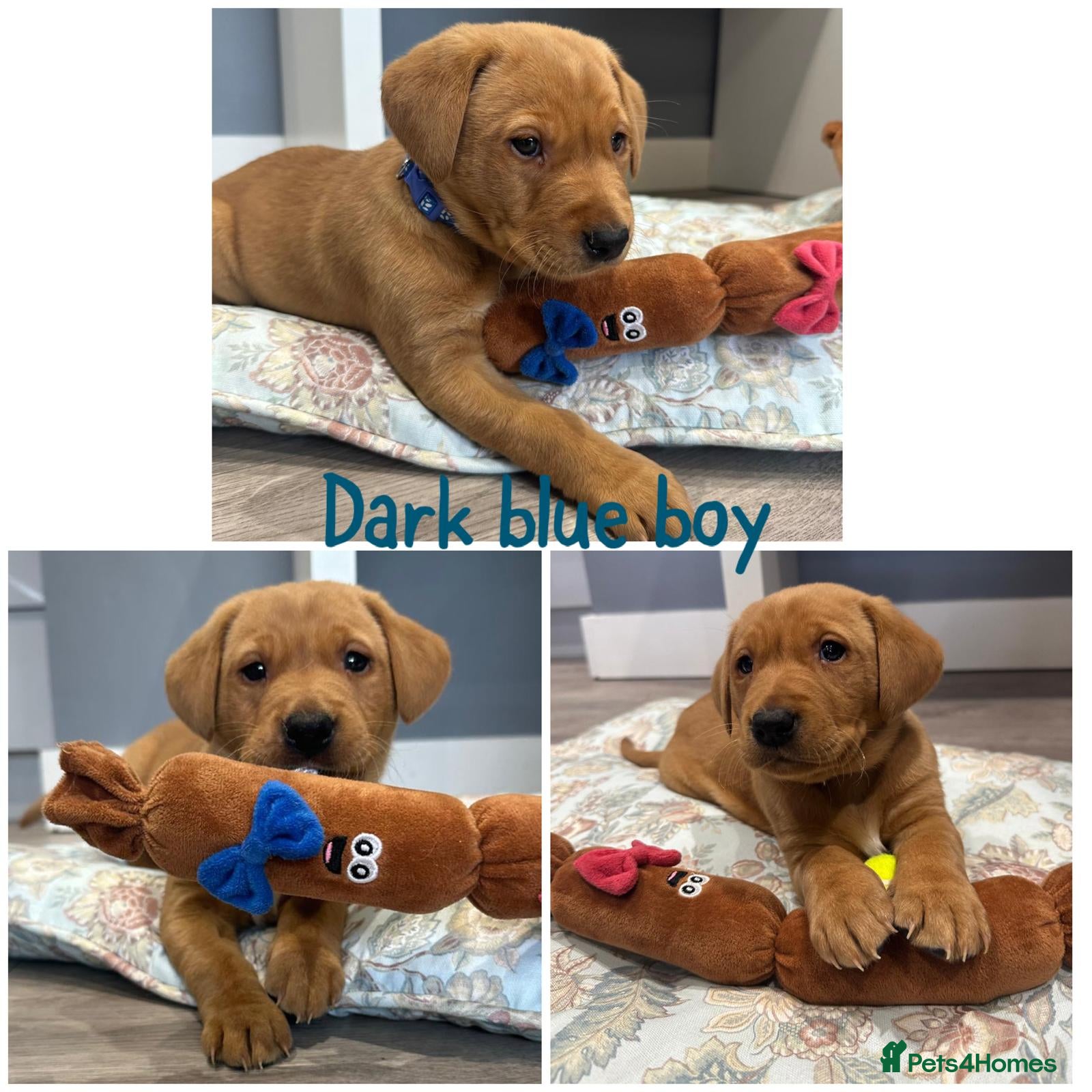 Labrador Retriever dogs Gorgeous Labrador Retriever Puppies  - Advert 5