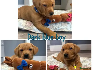 Labrador Retriever dogs Gorgeous Labrador Retriever Puppies - Advert 3