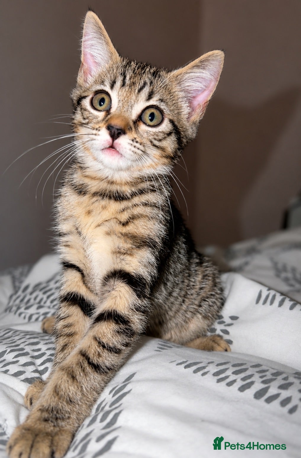 Mixed Breed cats Beautiful kitten - Ready to go 🏡  - Advert 5