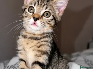 Mixed Breed cats Beautiful kitten - Ready to go 🏡 - Advert 5