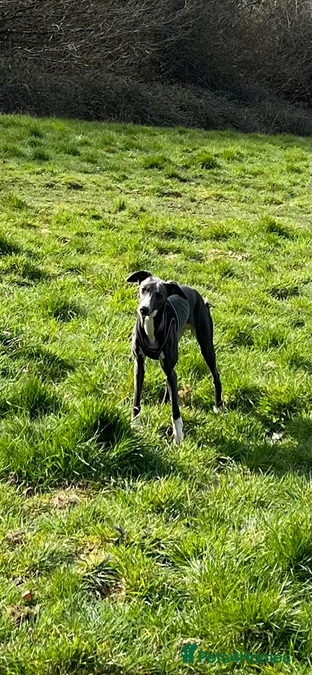 Mixed Breed dogs for sale: Handsome Paddy  in Haslemere - Advert 2