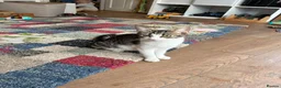 Mixed Breed cats for sale: Gorgeous Cuddley Kittens - Advert 22