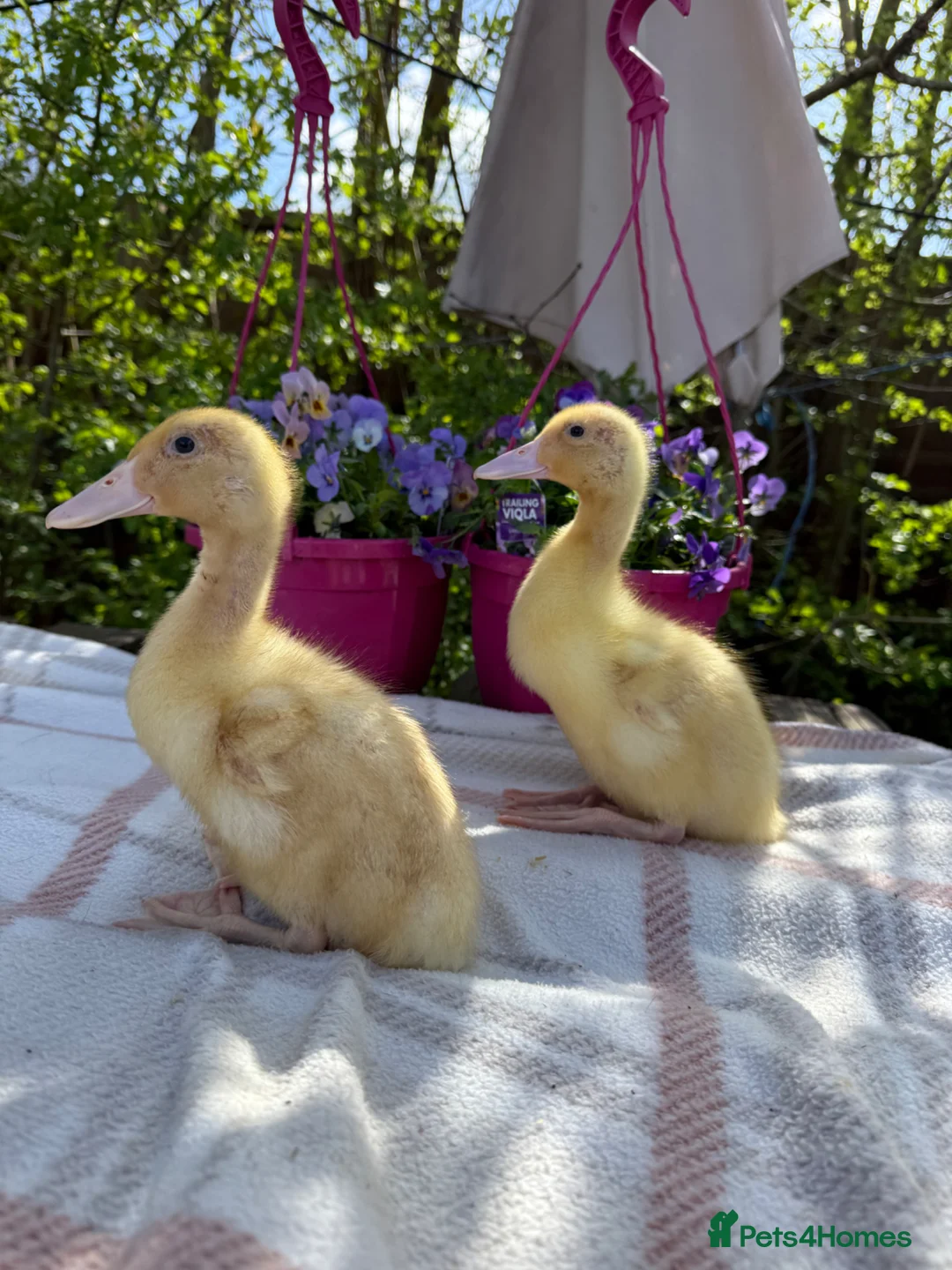 Ducks poultry for sale:  Cherry Valley Ducklings - Advert 2