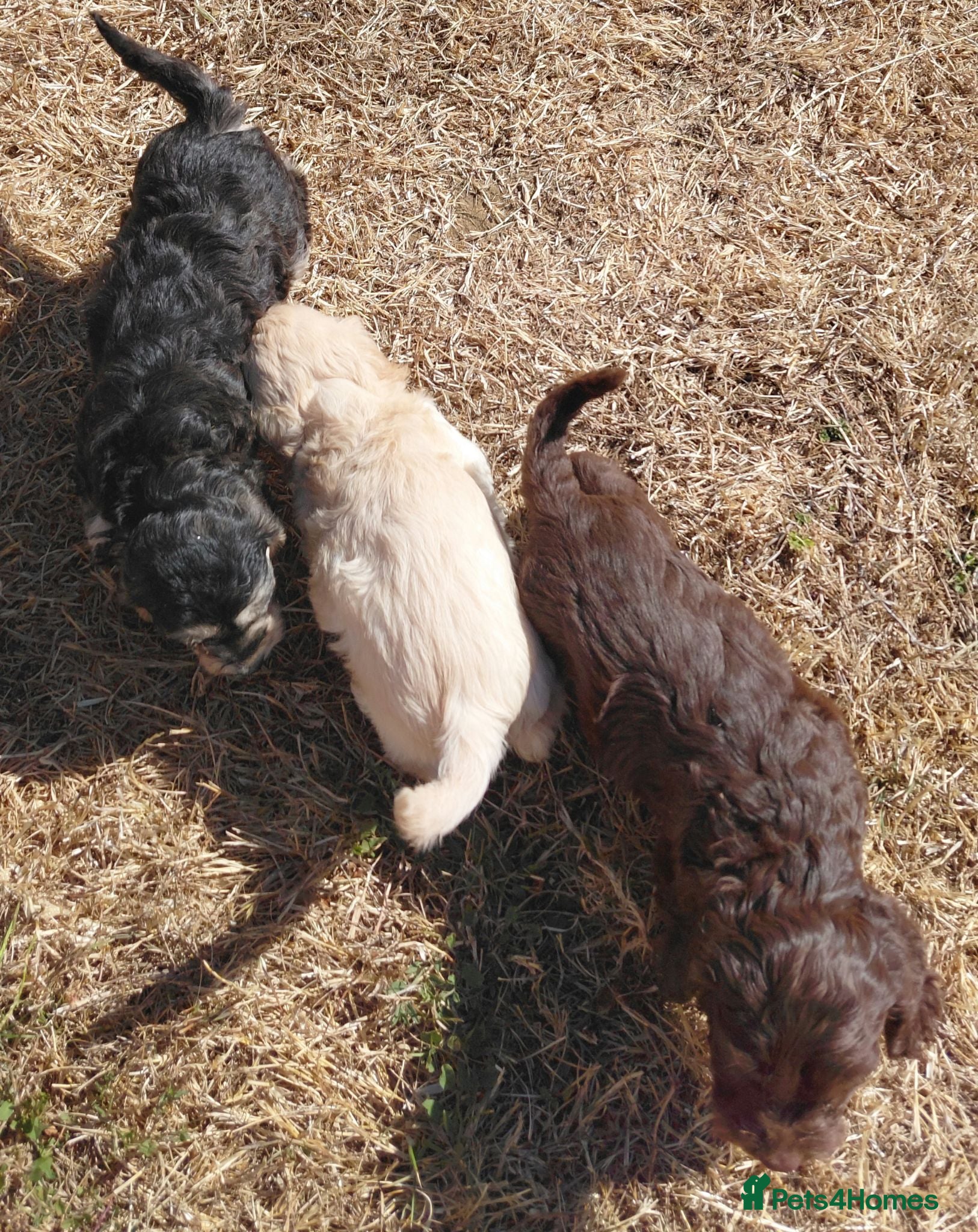 Cockapoo dogs Beautiful Cockapoo Puppies - Advert 1