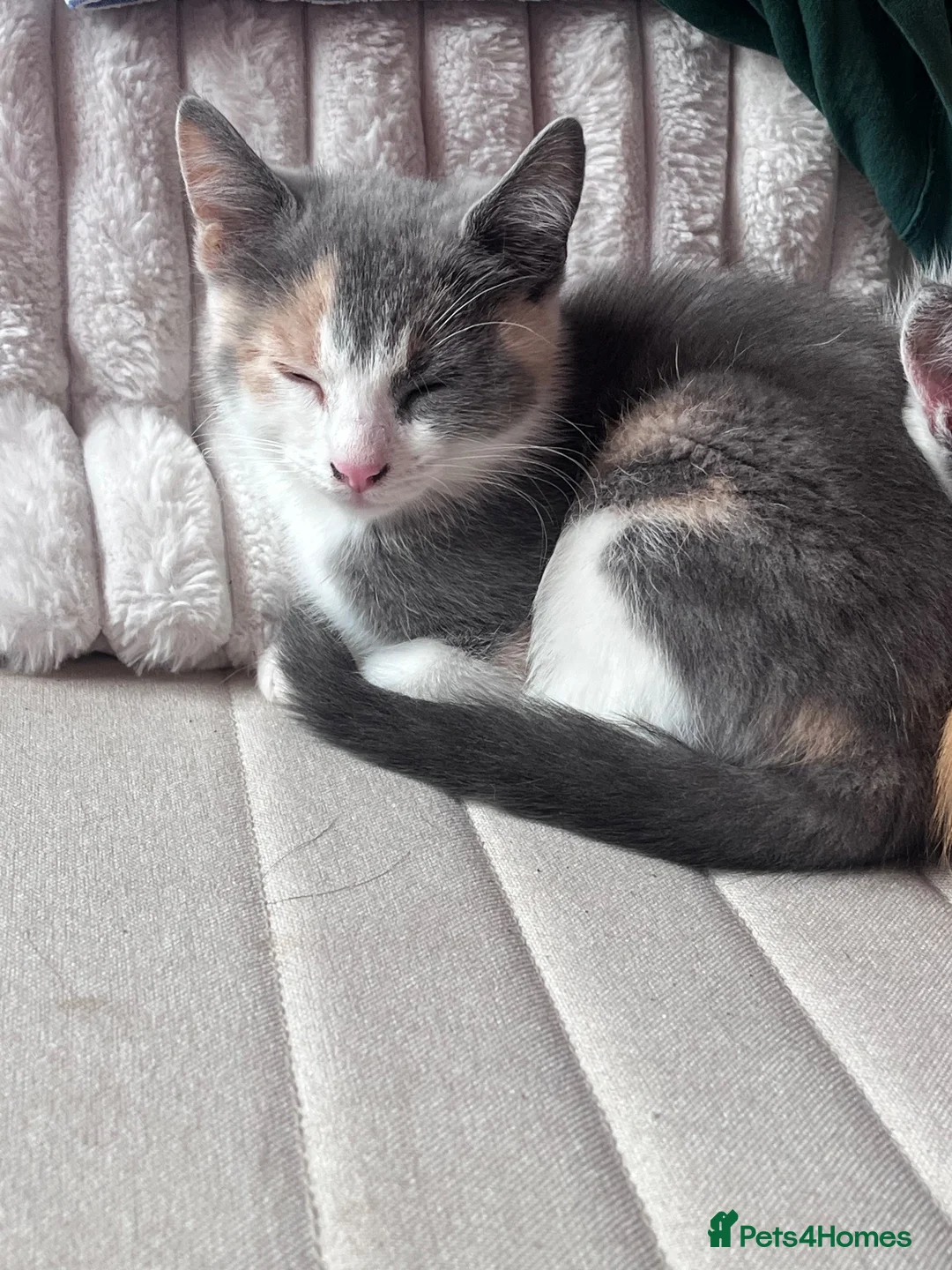 Mixed Breed cats for sale: Kittens  in Perth - Advert 2