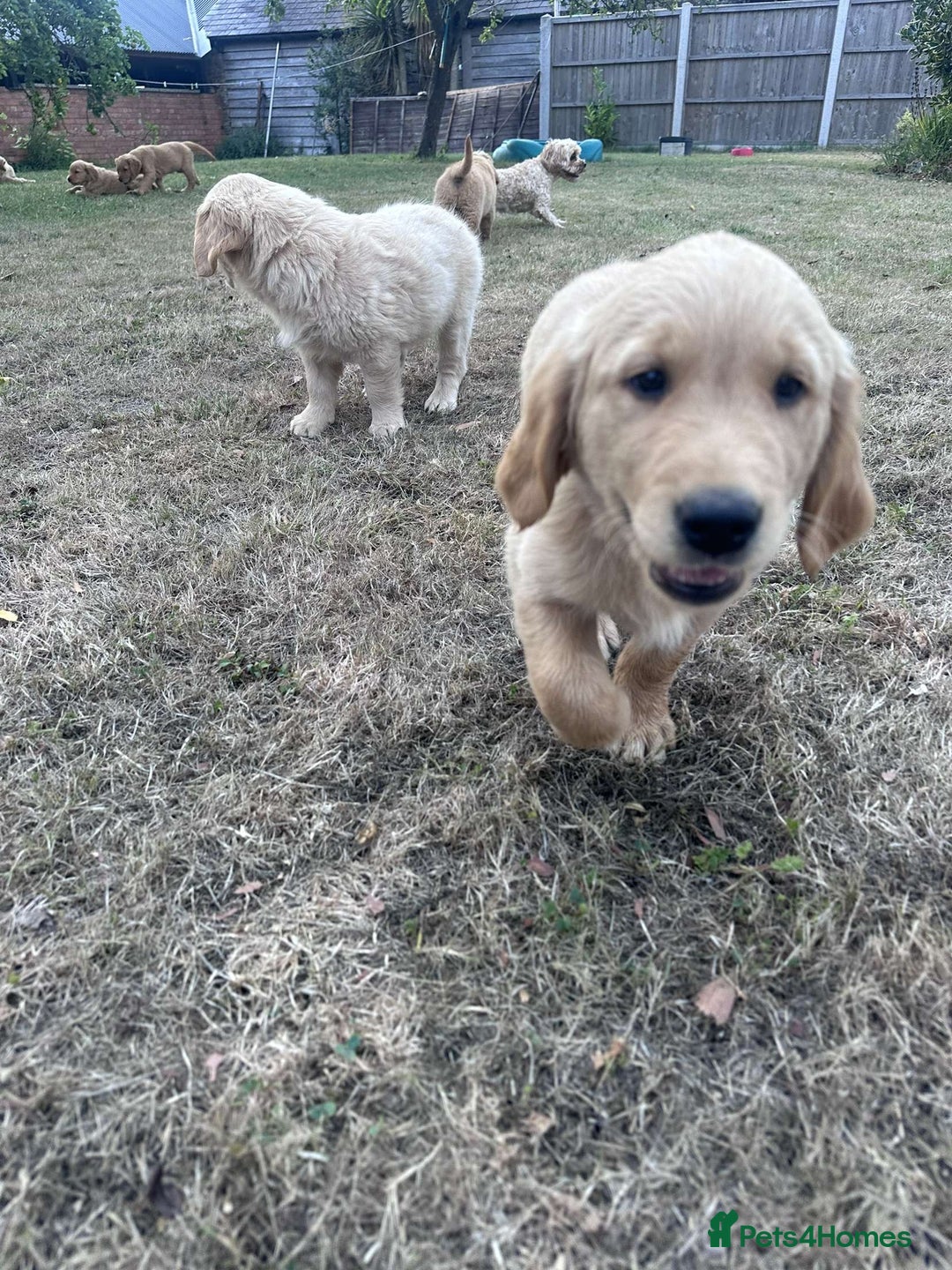 Golden Retriever dogs for sale: 4 KC registered Golden Retriever puppies  - Image 30