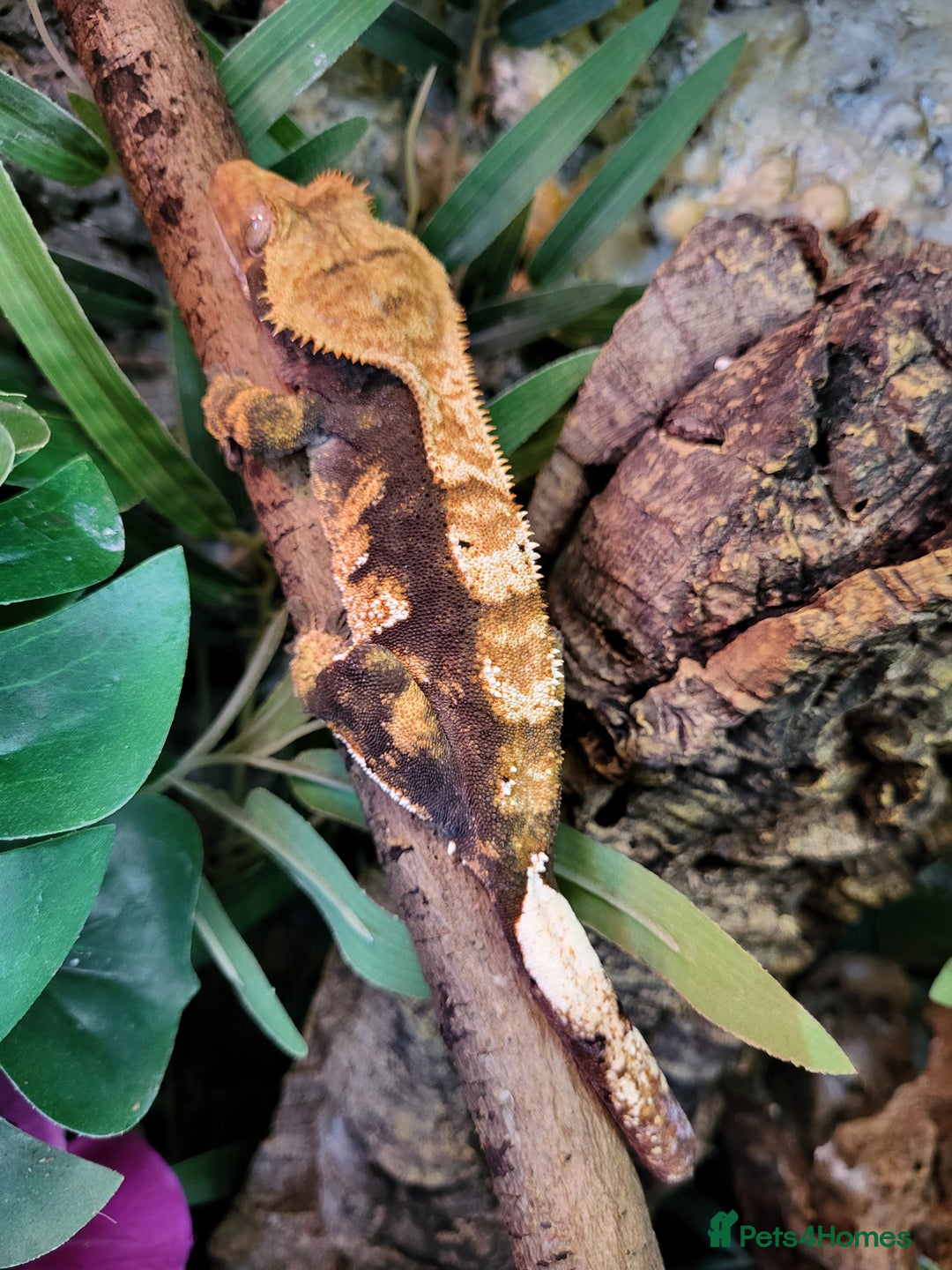 Gecko reptiles for sale: Unsexed Baby Crested Geckos - Advert 10