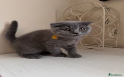 Scottish Fold cats for sale: Ready to GO Scottish fold kittens - Image 1