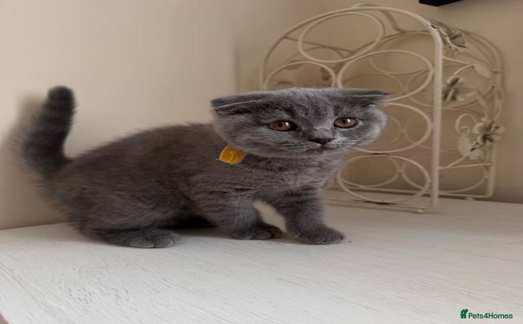 Scottish Fold cats - Advert 4