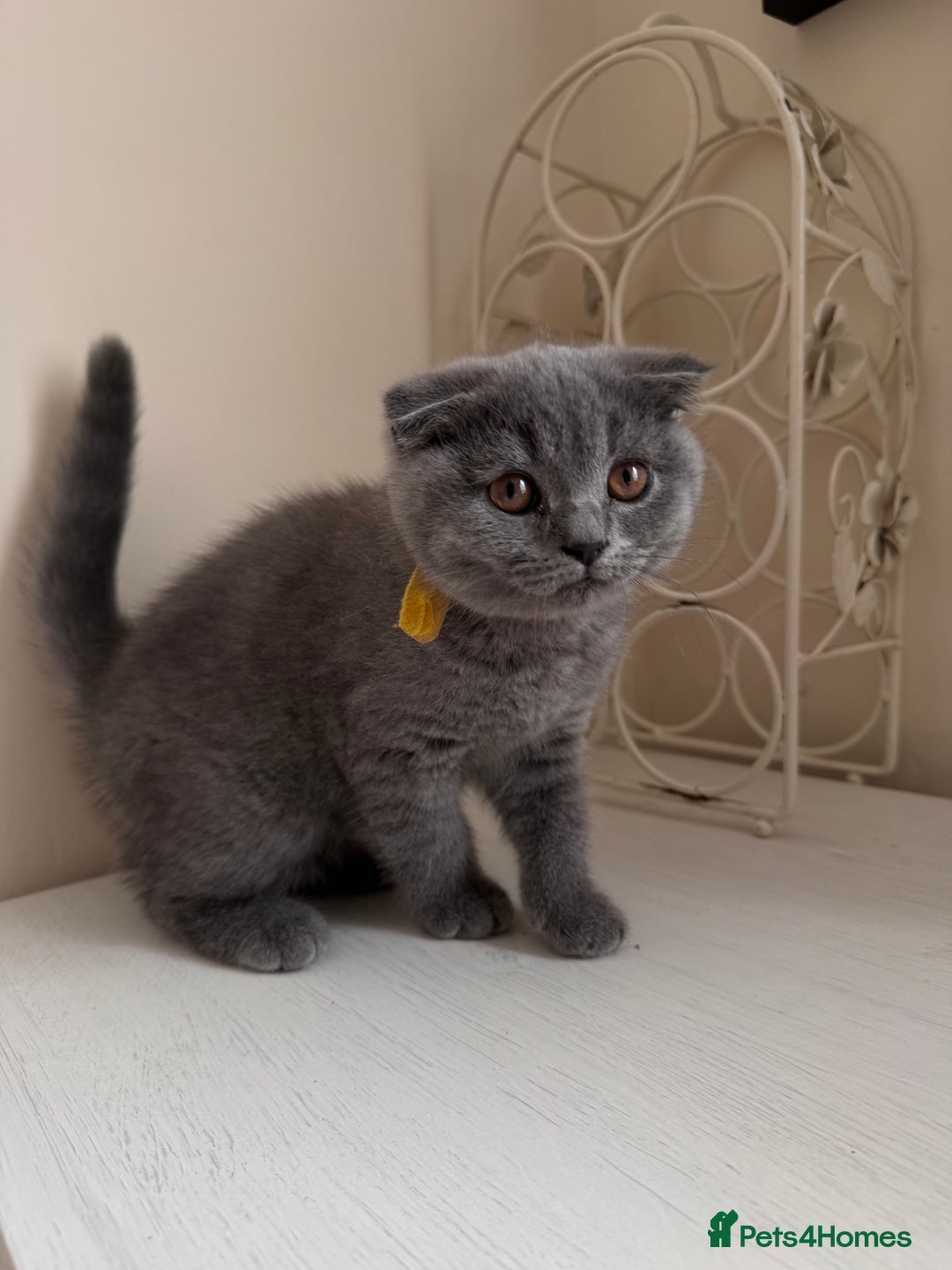 Scottish Fold cats for sale: Ready to GO Scottish fold kittens - Image 1
