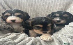 Cockapoo dogs for sale: Cockapoo Puppies - Image 22