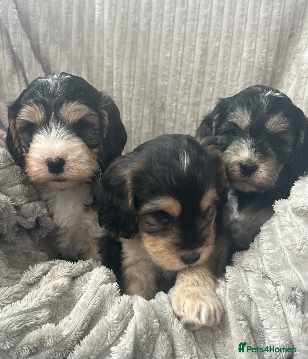 Cockapoo dogs for sale: Cockapoo Puppies - Image 22