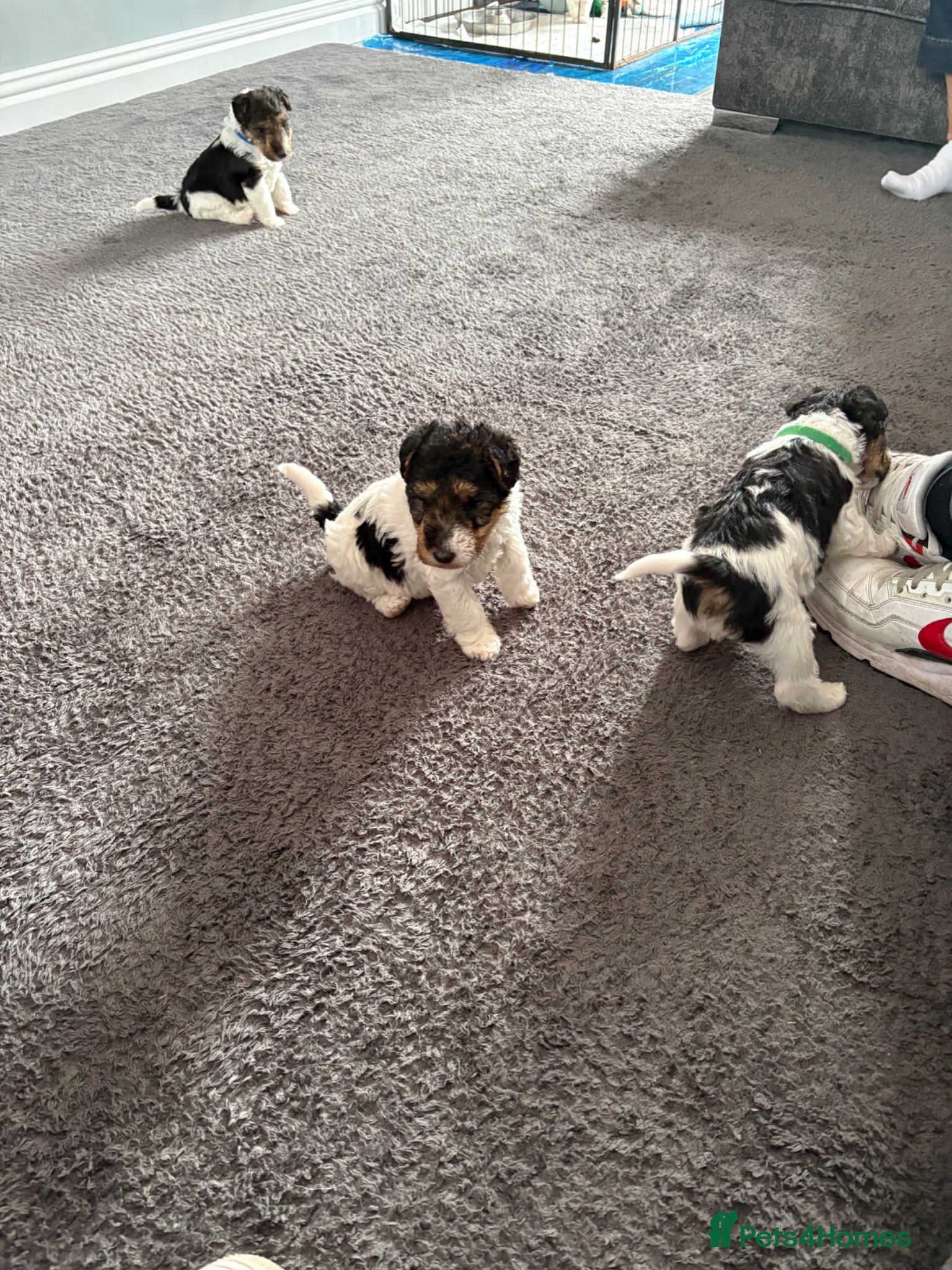 Fox Terrier dogs for sale: Wire haired fox terrier - Advert 14