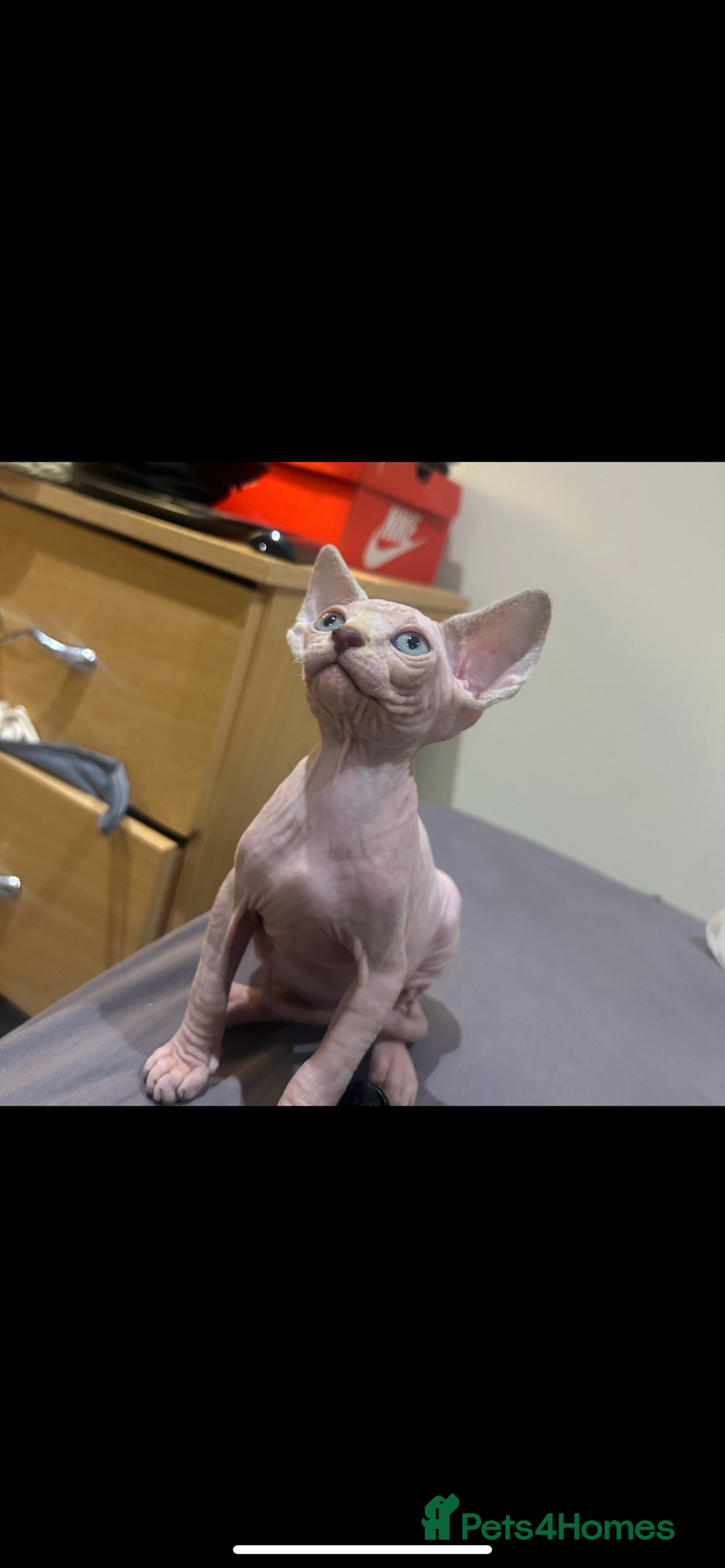 Sphynx cats for sale: Sphynx kittens 2 Girls 1 Boy, ready soon! - Advert 4