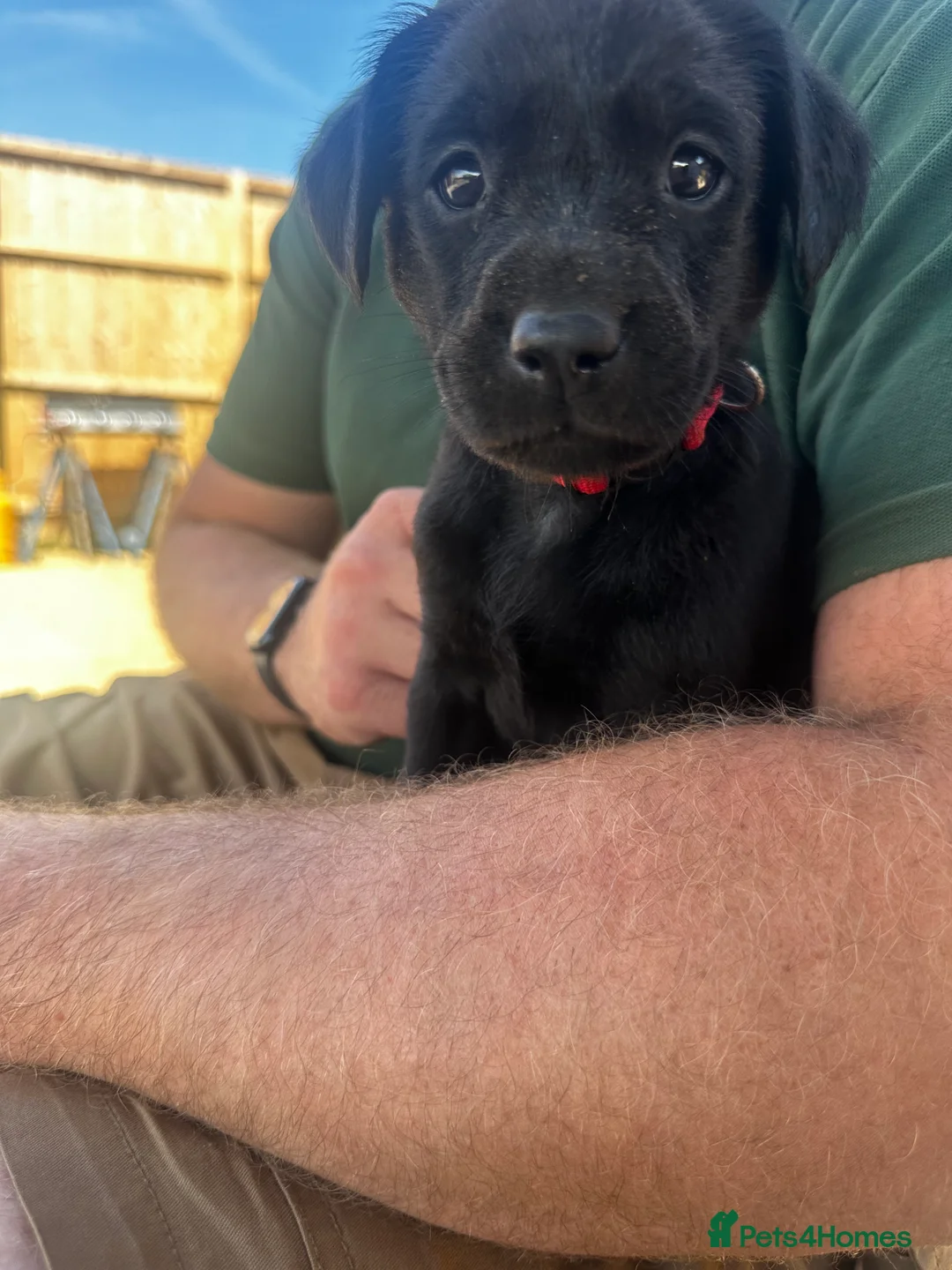Labrador Retriever dogs for sale: KC Registered Working Labradors  - Advert 2
