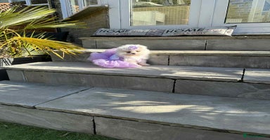 Pomeranian dogs - Advert 2