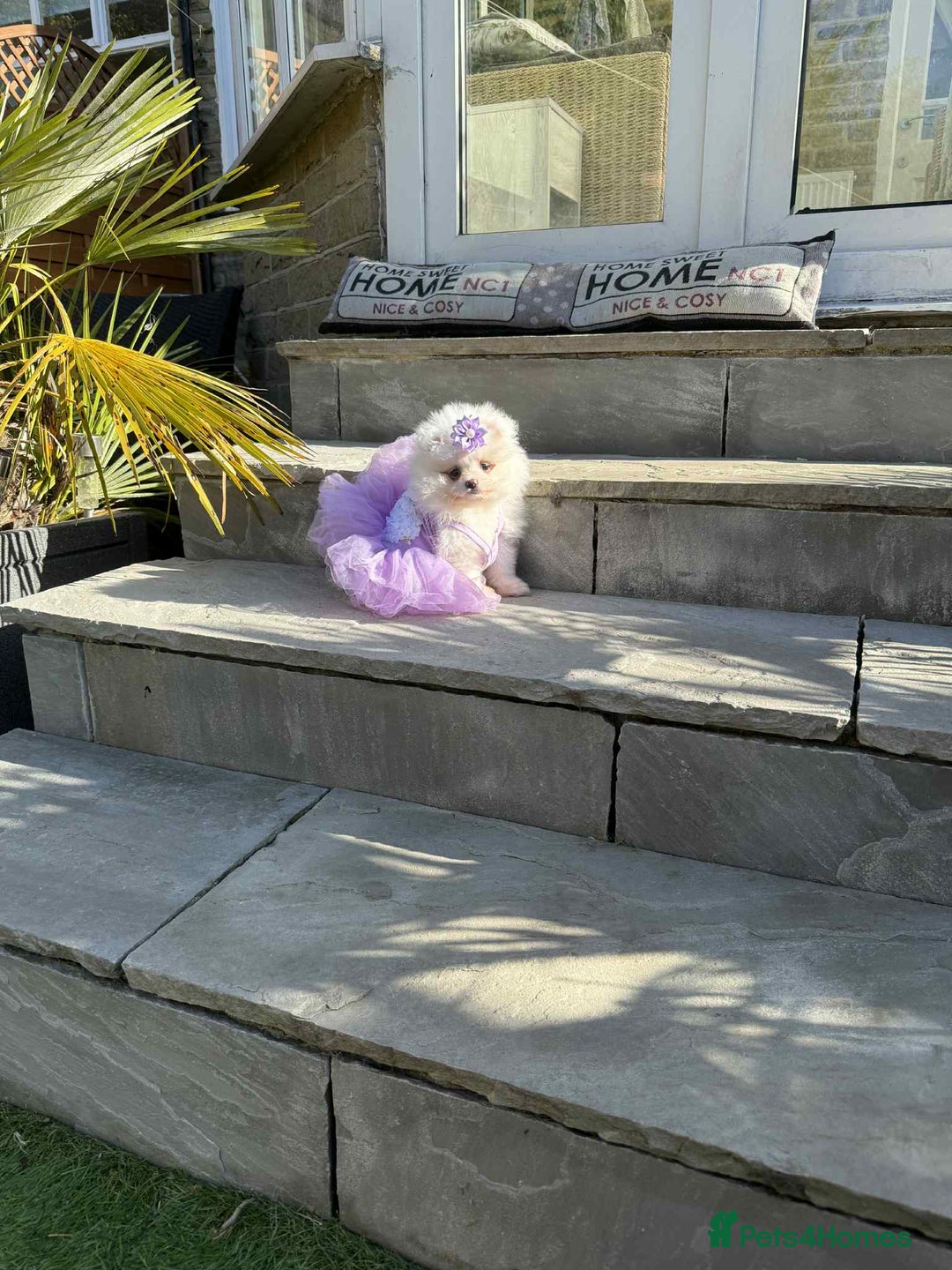 Pomeranian dogs for sale: KC White Pomeranian polar bears 🐻‍❄️  - Image 7