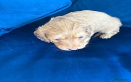 Dachshund dogs for sale: Miniature long haired dachshund pups KC registered - Image 2
