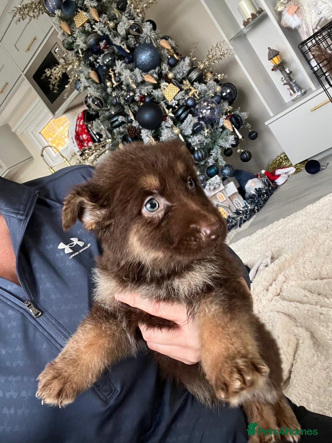 German Shepherd dogs for sale: Working KC GSD German shepherd puppies  - Advert 23