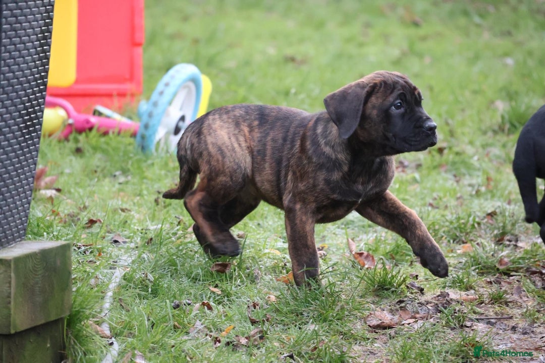 Presa Canario dogs for sale: Presa Canario Puppies (Recognised Breeder) - Advert 5