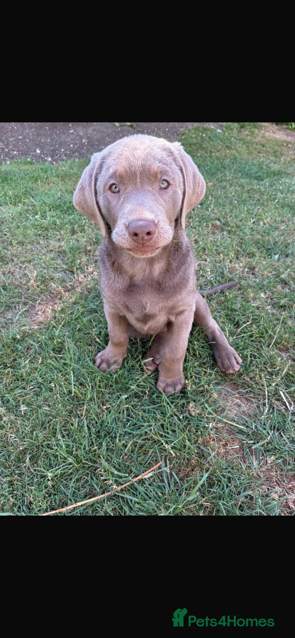 Labrador Retriever dogs Gorgeous Silver Labrador - Ready to leave!  - Advert 2