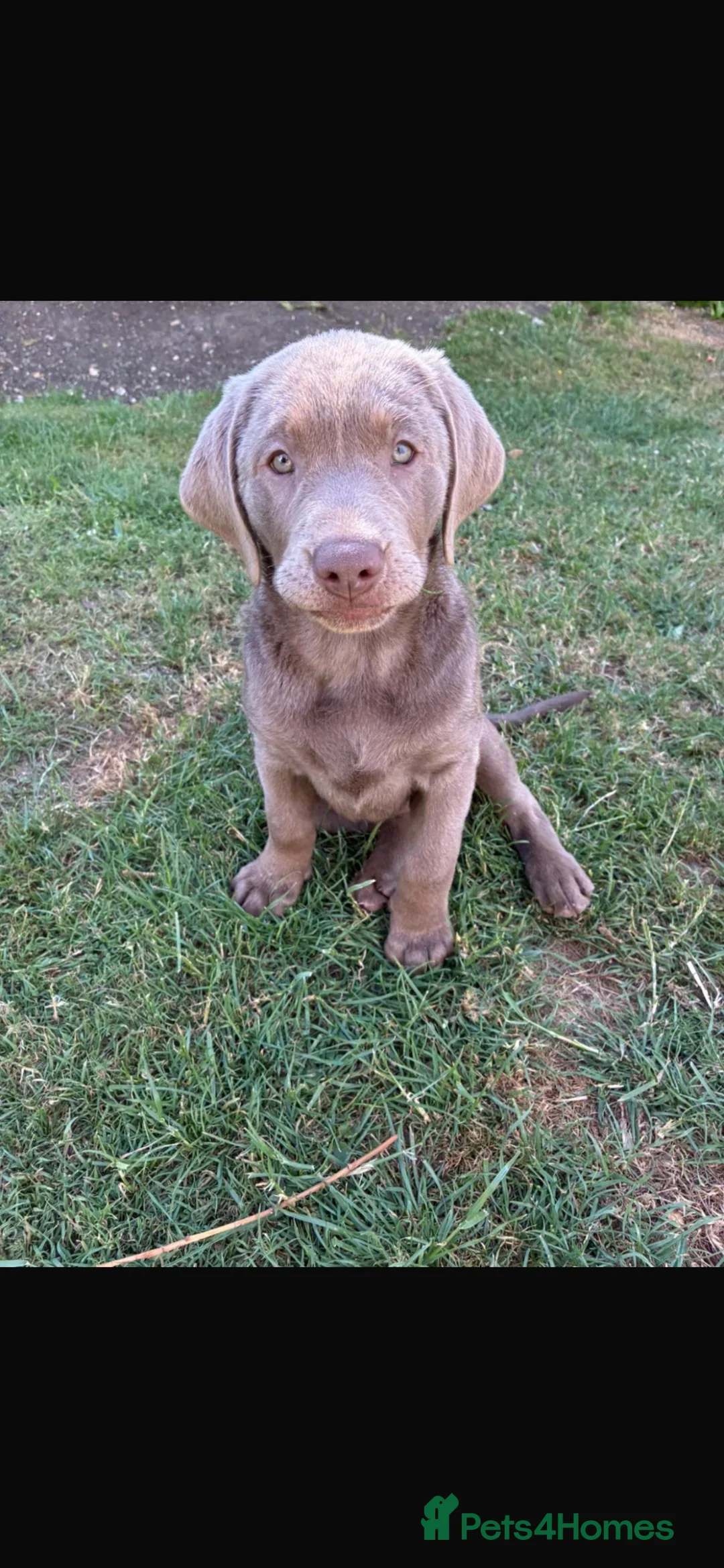 Labrador Retriever dogs for sale: Gorgeous Silver Labrador - Ready to leave!  - Advert 2