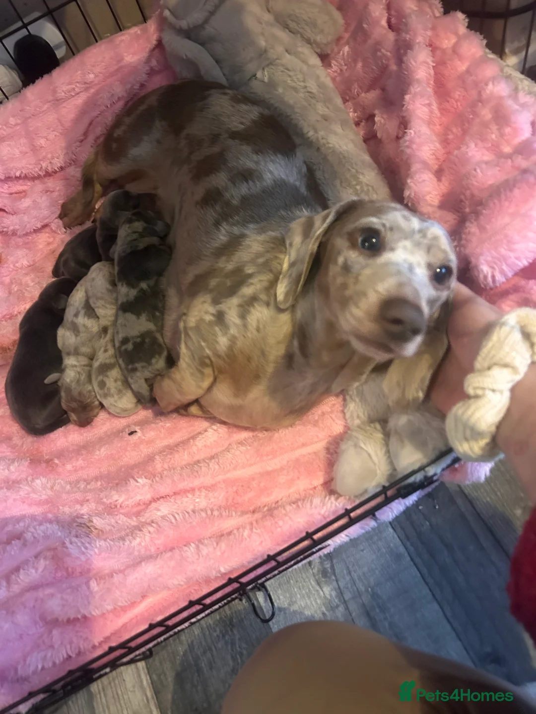 Miniature Dachshund dogs for sale: Stunning Dapple miniature dachshunds  - Advert 13