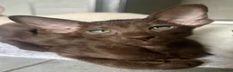 Havana Brown cats for sale: Exclusive Pedigree Havana Brown Kittens GCCF reg - Advert 4