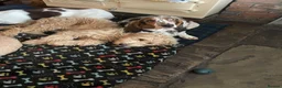 Goldendoodle dogs for stud: Goldendoodle for Stud - Advert 30