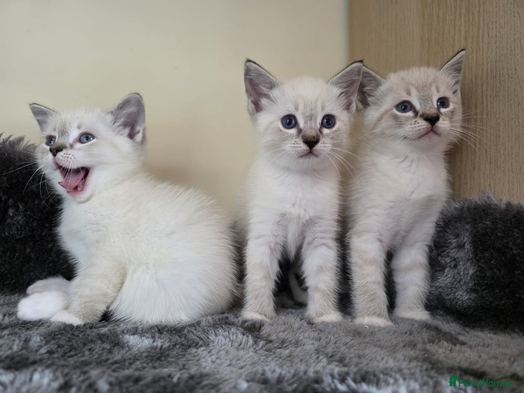 Ragdoll cats for sale: Ragdoll Cross kittens  - Image 23