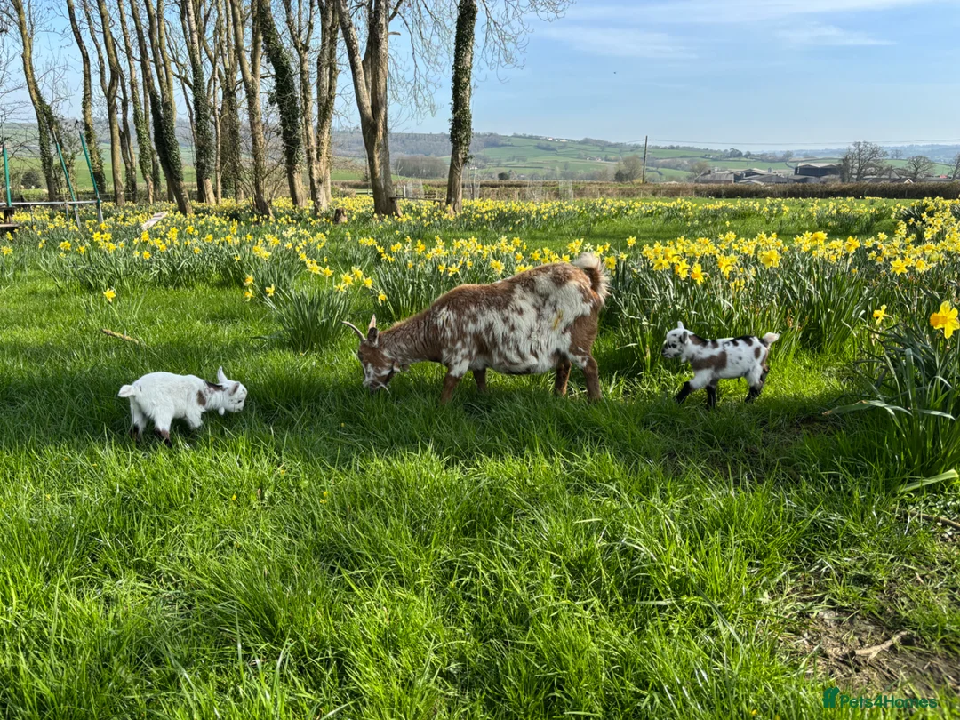 Goats livestock for sale: Pygmy Goats in Axminster - Advert 4