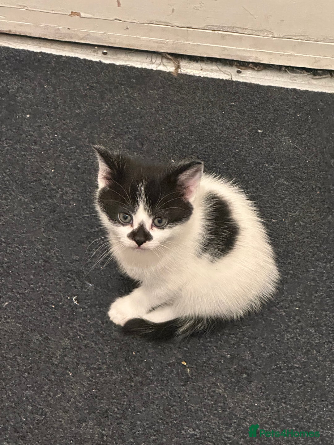 American Wirehair cats for sale: 3 KITTENS FOR SALE - ready to leave Jan 11th - Advert 5